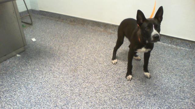 Shelter Stray Male Dog last seen CHARLOTTE, 8315 Byrum Dr, Charlotte, NC 28217, USA