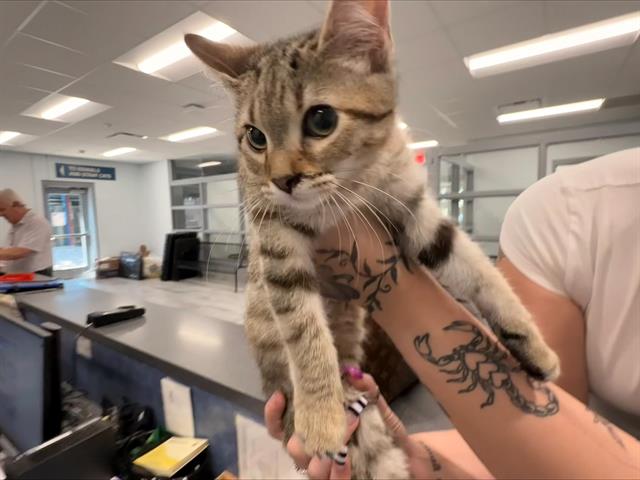 Shelter Stray Female Cat last seen CHARLOTTE, 8315 Byrum Dr, Charlotte, NC 28217, USA
