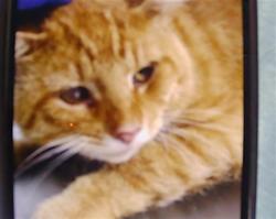 Shelter Stray Male Cat last seen CHARLOTTE, 8315 Byrum Dr, Charlotte, NC 28217, USA