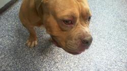 Shelter Stray Unknown Dog last seen CHARLOTTE, 8315 Byrum Dr, Charlotte, NC 28217, USA