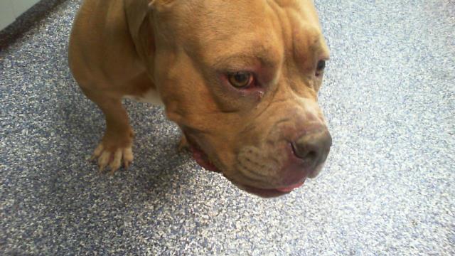 Shelter Stray Unknown Dog last seen CHARLOTTE, 8315 Byrum Dr, Charlotte, NC 28217, USA
