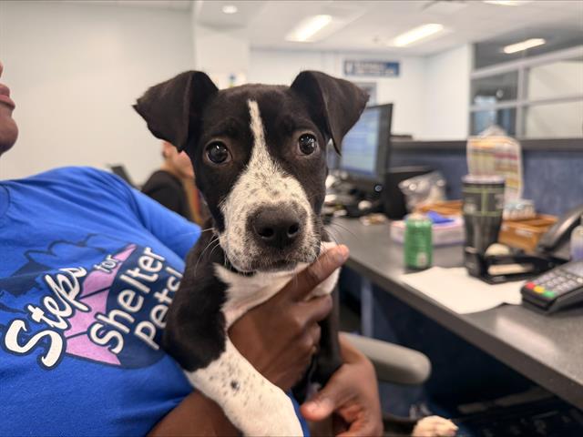 Shelter Stray Female Dog last seen CHARLOTTE, 8315 Byrum Dr, Charlotte, NC 28217, USA