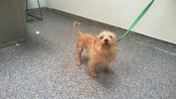 Shelter Stray Male Dog last seen CHARLOTTE, 8315 Byrum Dr, Charlotte, NC 28217, USA
