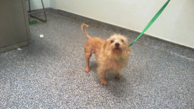 Shelter Stray Male Dog last seen CHARLOTTE, 8315 Byrum Dr, Charlotte, NC 28217, USA