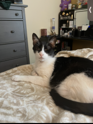 Reunited Male Cat last seen N Cat Hills Ave and W Angel Way, San Tan Valley, AZ 85143