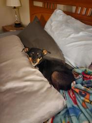 Reunited Female Dog last seen Forest hill terrace, Macon, GA 31210