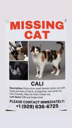 Lost Female Cat last seen Linden blvd and e39 at, Brooklyn, 11203, Brooklyn, NY 11203