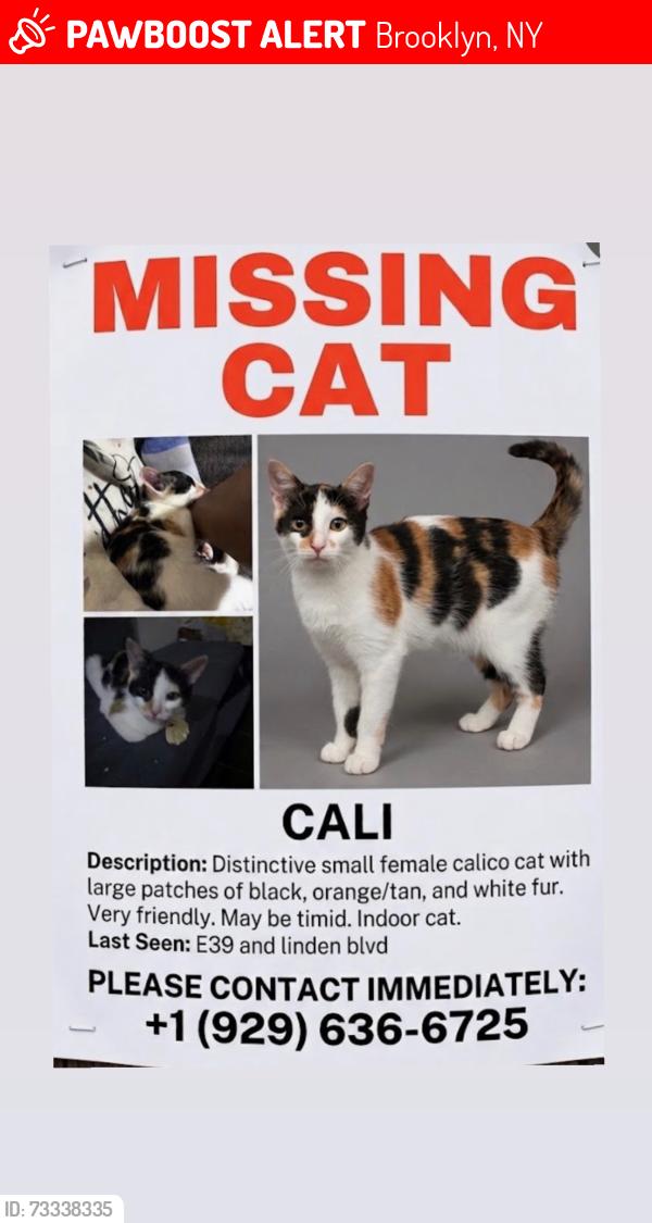 Lost Female Cat last seen Linden blvd and e39 at, Brooklyn, 11203, Brooklyn, NY 11203