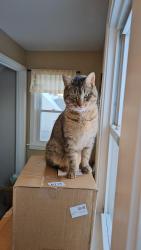 Reunited Male Cat last seen Oakwood Terrace and Rosewood Terrace, North Tonawanda, NY 14120