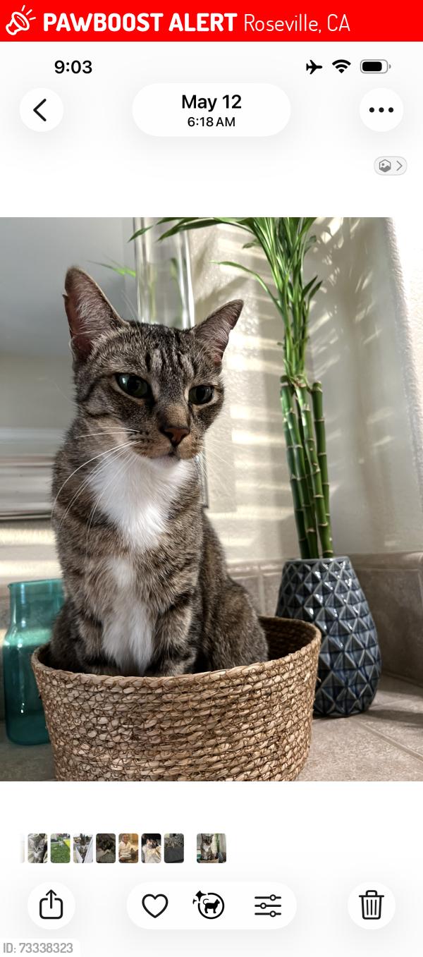 Lost Male Cat last seen Morgan Green’s, Roseville, CA 95747
