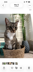 Lost Male Cat last seen Morgan Green’s, Roseville, CA 95747