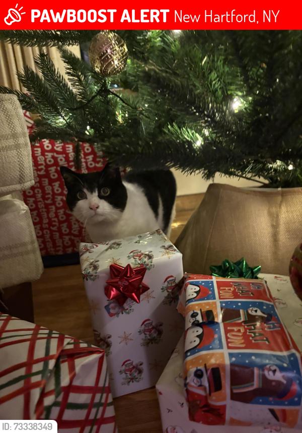 Lost Male Cat last seen Near Oxford road new Hartford public library, New Hartford, NY 13413