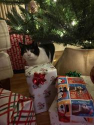 Lost Male Cat last seen Near Oxford road new Hartford public library, New Hartford, NY 13413