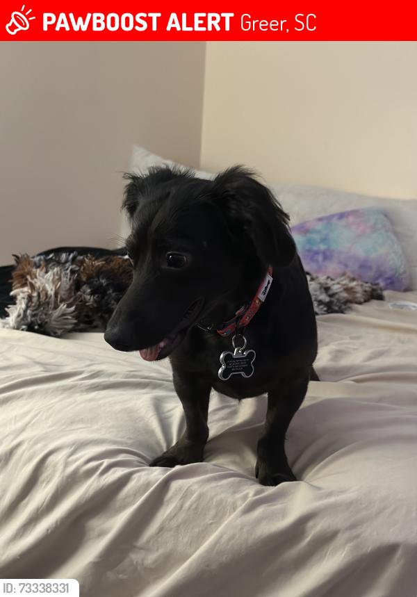 Lost Male Dog last seen Behind food lion , near those hses, Greer, SC 29651