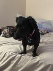 Lost Male Dog last seen Behind food lion , near those hses, Greer, SC 29651