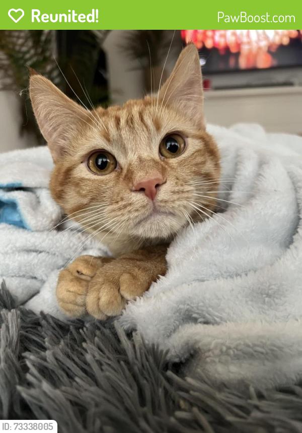 Reunited Male Cat last seen QFC, Everett, WA 98203