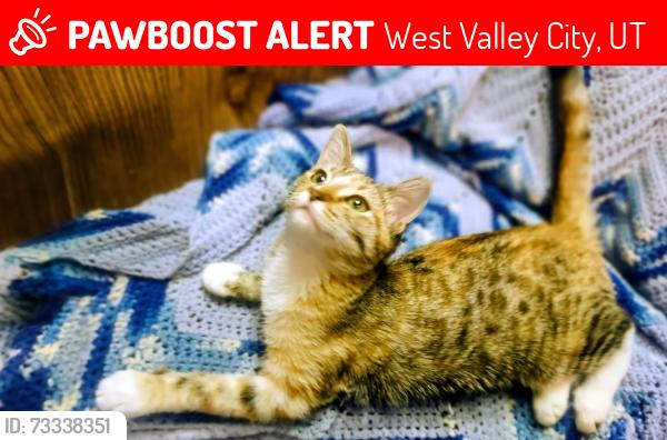 Lost Female Cat last seen Near s, Redwood road by redwood recreation center, West Valley City, UT 84119