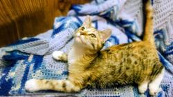 Lost Female Cat last seen Near s, Redwood road by redwood recreation center, West Valley City, UT 84119