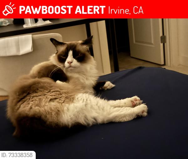 Lost Male Cat last seen Kite interstella pulsar, Irvine, CA 92618