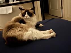 Lost Male Cat last seen Kite interstella pulsar, Irvine, CA 92618