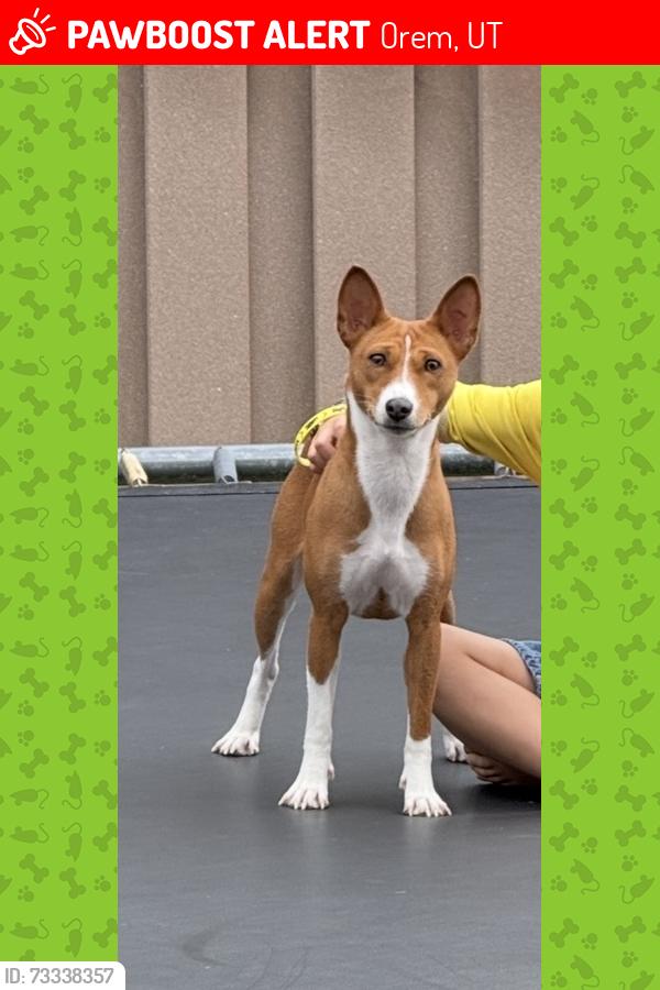 Lost Female Dog last seen Near north state street, Orem, UT 84057