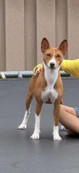 Lost Female Dog last seen Near north state street, Orem, UT 84057