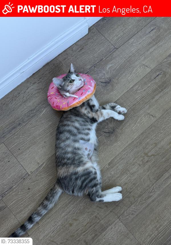 Lost Female Cat last seen Garden, Los Angeles, CA 90019