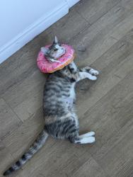 Lost Female Cat last seen Garden, Los Angeles, CA 90019