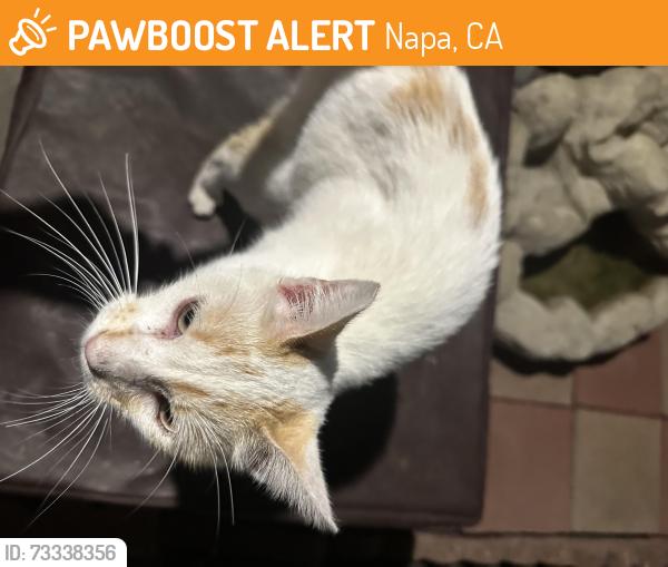 Found/Stray Female Cat last seen hosp, Napa, CA 94558