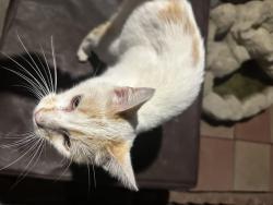 Found/Stray Female Cat last seen hosp, Napa, CA 94558