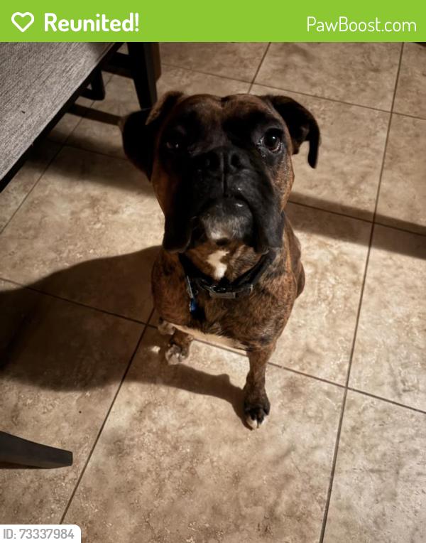 Reunited Male Dog last seen Lauffer way & Grisham Way, Elk Grove, CA 95758