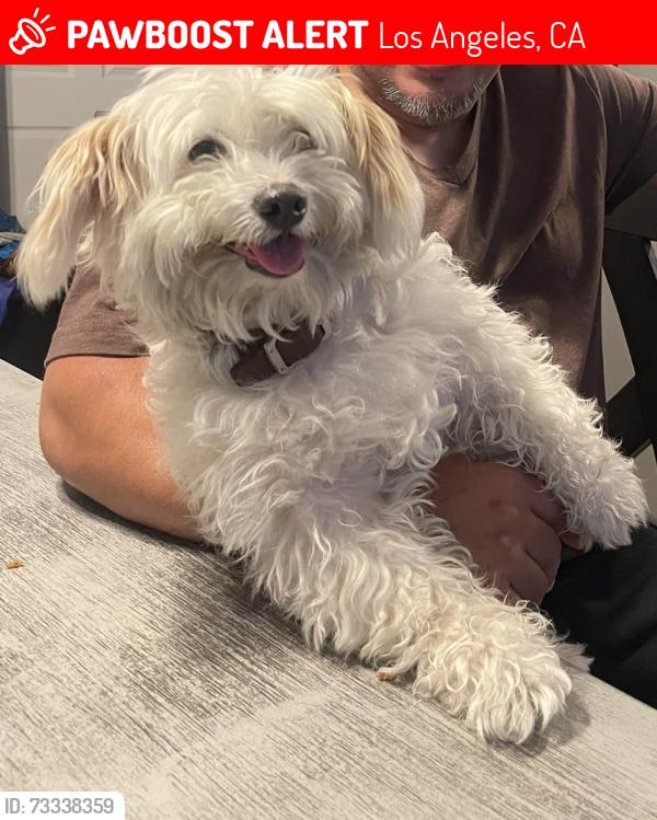Lost Male Dog last seen E 67th. & Avalon, Los Angeles, CA 90003