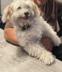 Lost Male Dog last seen E 67th. & Avalon, Los Angeles, CA 90003