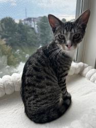 Lost Female Cat last seen Avalon at reston landing walking path by the lake, brtween baron cameron ave and killingsworth ave, Reston, VA 20194