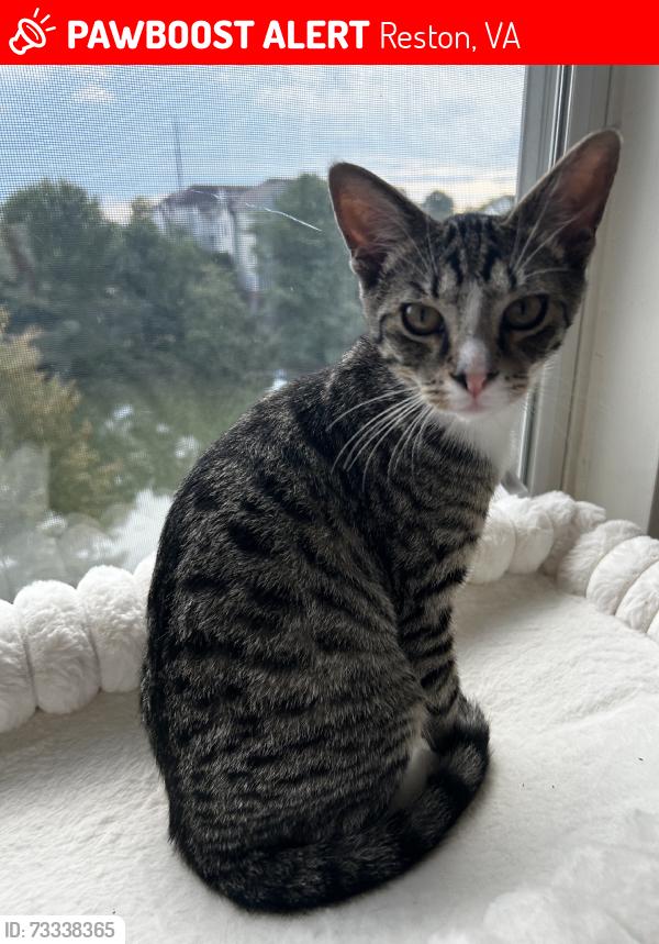 Lost Female Cat last seen Avalon at reston landing walking path by the lake, brtween baron cameron ave and killingsworth ave, Reston, VA 20194