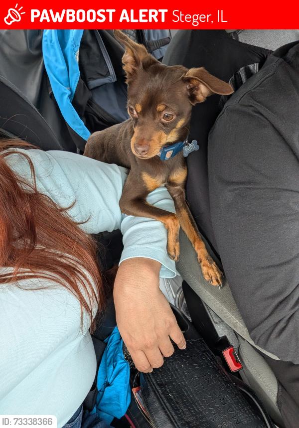 Lost Male Dog last seen E 31 st st king dr, Chicago, IL 60616