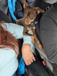 Lost Male Dog last seen E 31 st st king dr, Chicago, IL 60616