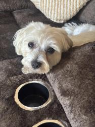 Lost Male Dog last seen Crosslink road, Southgate Plaza, Raleigh, NC 27610