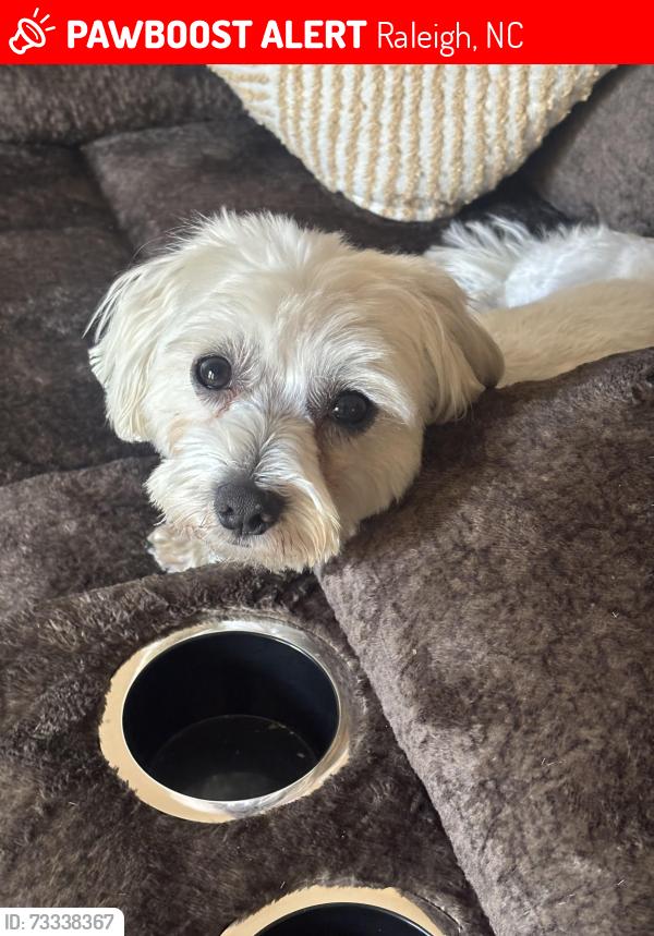 Lost Male Dog last seen Crosslink road, Southgate Plaza, Raleigh, NC 27610
