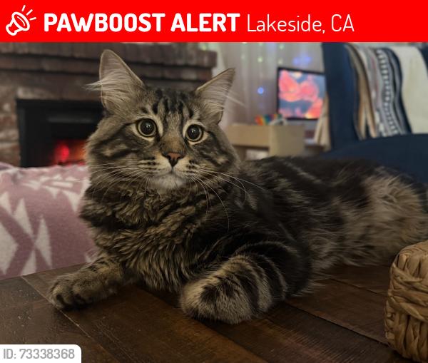 Lost Male Cat last seen Woodlake, Lakeside, CA 92040