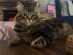 Lost Male Cat last seen Woodlake, Lakeside, CA 92040