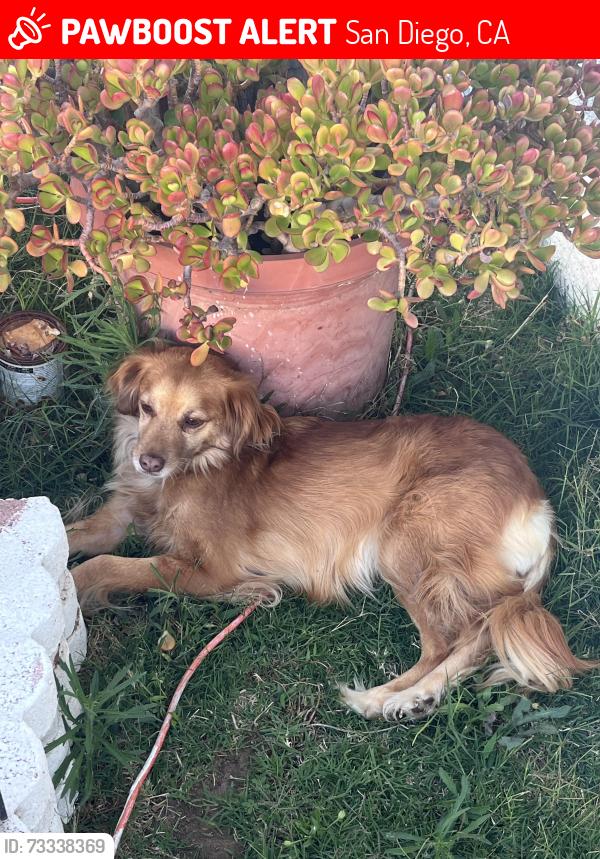 Lost Female Dog last seen By a dog park, San Diego, CA 92113