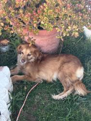 Lost Female Dog last seen By a dog park, San Diego, CA 92113