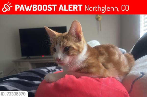 Lost Male Cat last seen Huron street, Northglenn, CO 80234