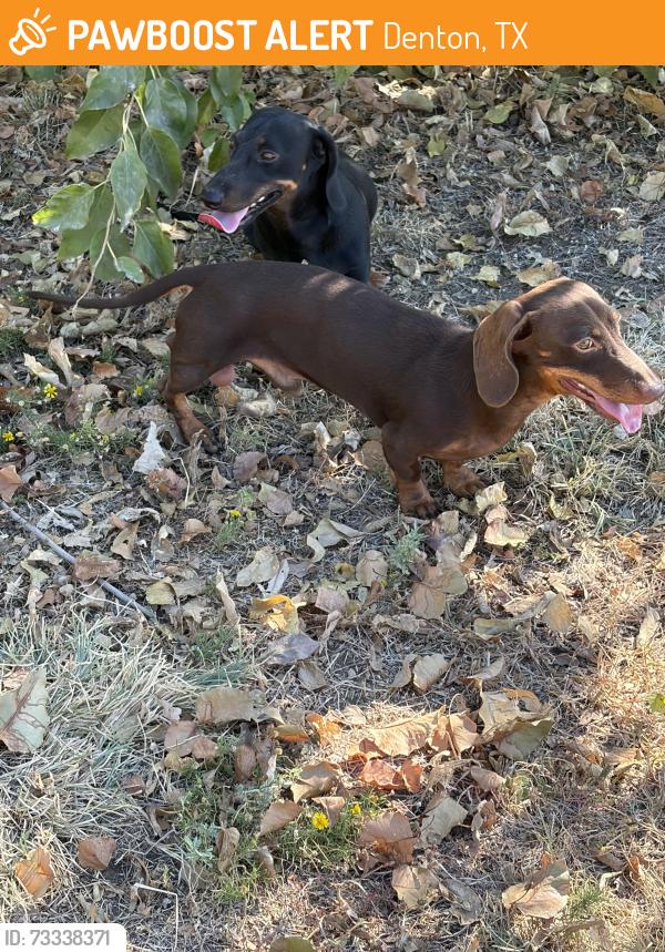 Found/Stray Male Dog last seen North Lakes Park, Denton, TX 76207