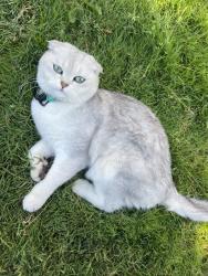Lost Male Cat last seen Near SE Klahanie blvd, Issaquah, WA 98029