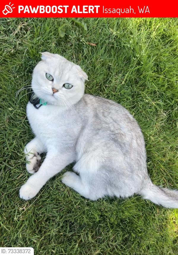 Lost Male Cat last seen Near SE Klahanie blvd, Issaquah, WA 98029