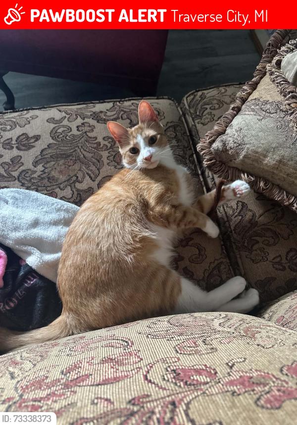 Lost Male Cat last seen Orchard circle drive and ridge boulevard, Traverse City, MI 49686