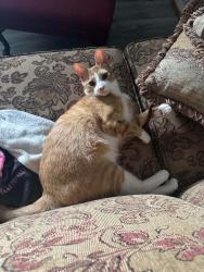 Lost Male Cat last seen Orchard circle drive and ridge boulevard, Traverse City, MI 49686