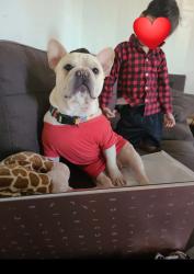 Reunited Male Dog last seen 24th, Sacramento, CA 95820